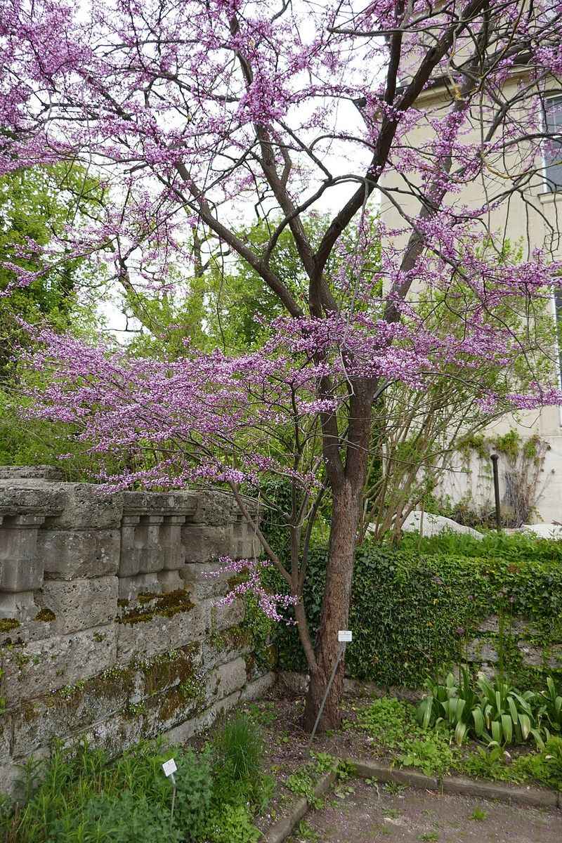 Eastern Redbud Trades White Blooms For A Brighter Spring Show