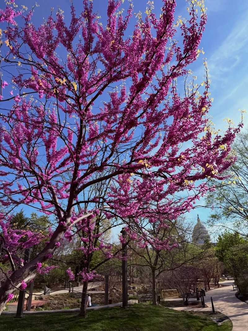 Eastern Redbud