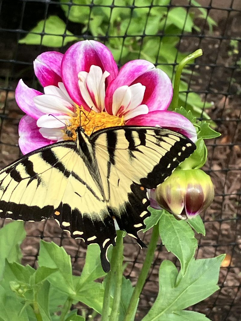 Eastern Swallowtail Butterflies