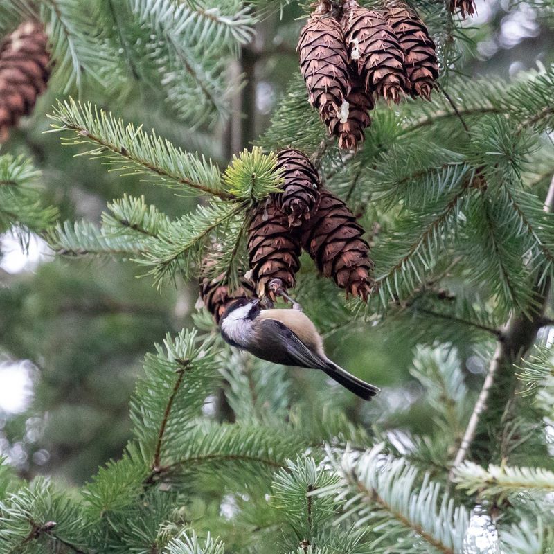 Eastern White Pine
