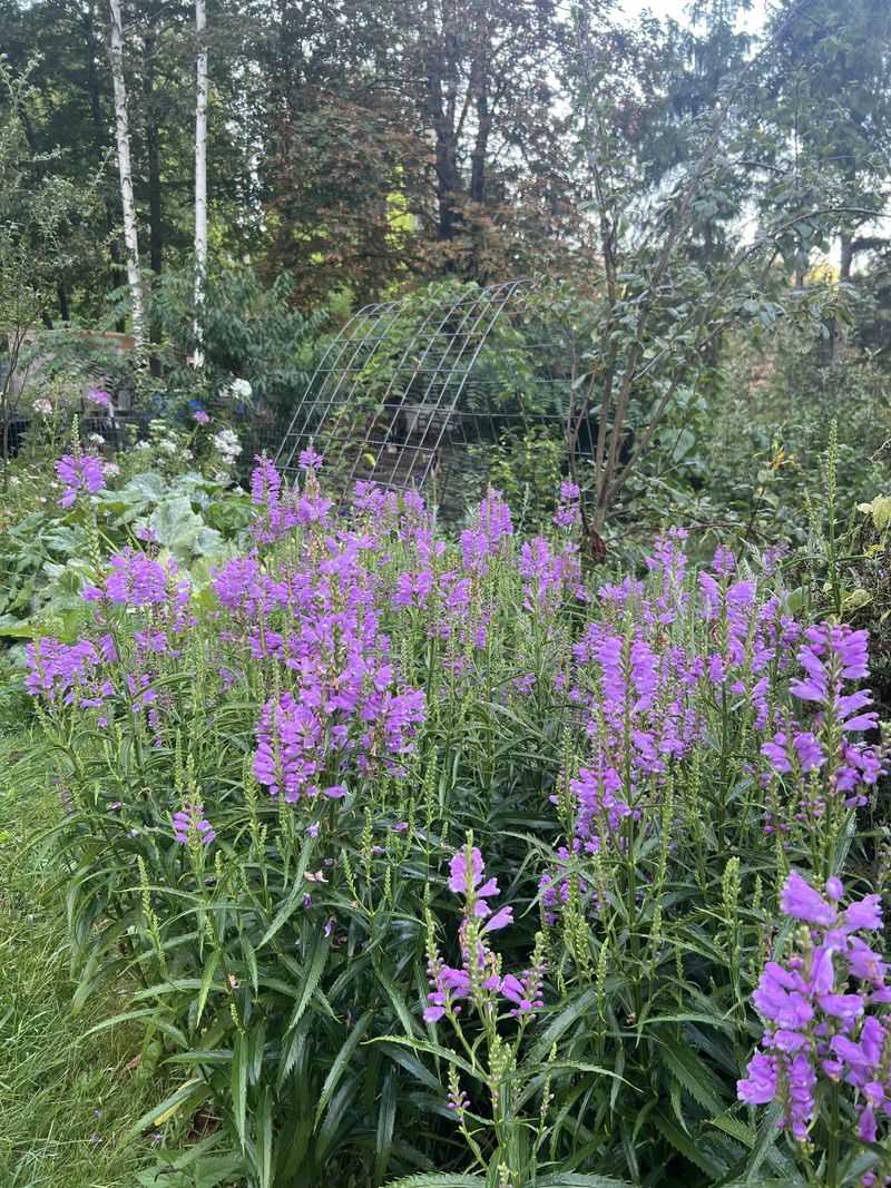 Easy Care Tips For Healthy Tall Spikes Easy Care Tips For Healthy Tall Spikes