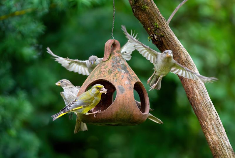 Easy Food Sources Can Make A Yard Busier Before A Storm Easy Food Sources Can Make A Yard Busier Before A Storm
