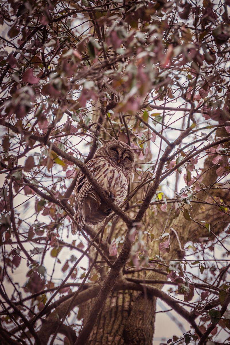 Easy Prey Access Increases Owl Presence