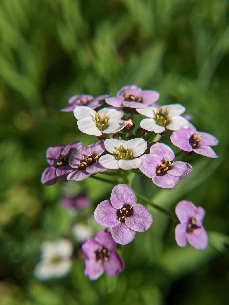 Edge Beds With Sweet Alyssum