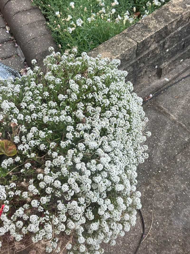 Edge Containers With Sweet Alyssum Edge Containers With Sweet Alyssum