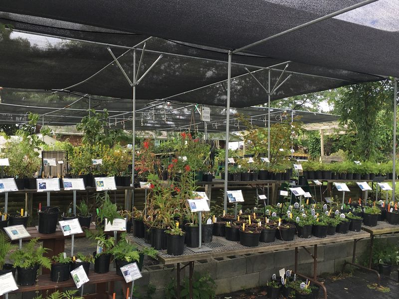 Edge Of The Woods Native Plant Nursery - Orefield Edge Of The Woods Native Plant Nursery - Orefield