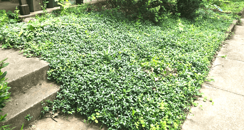 Edges Need More Maintenance Than Gardeners Expect Edges Need More Maintenance Than Gardeners Expect