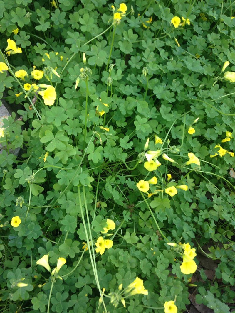 Edible Greens Are Off Limits In Natural Areas Edible Greens Are Off Limits In Natural Areas