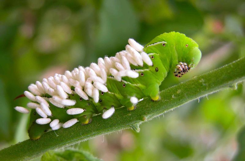 Effective Ways To Remove Them From Plants
