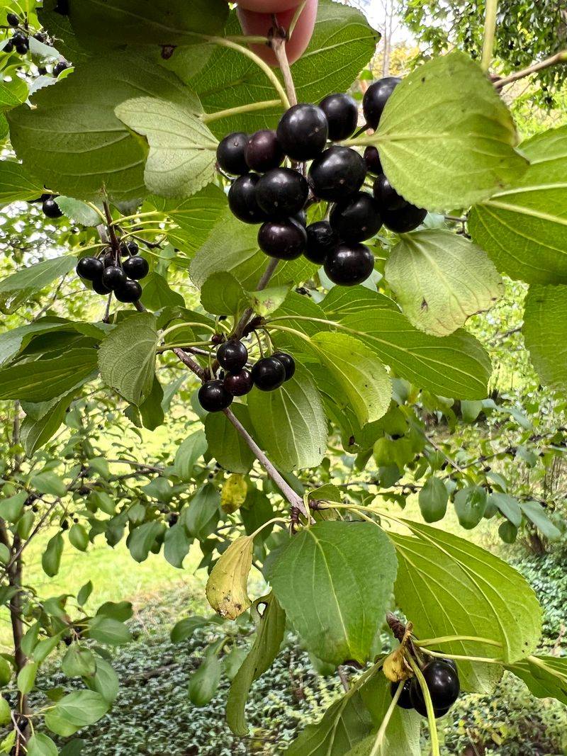 Effects On Native Plants And Wildlife
