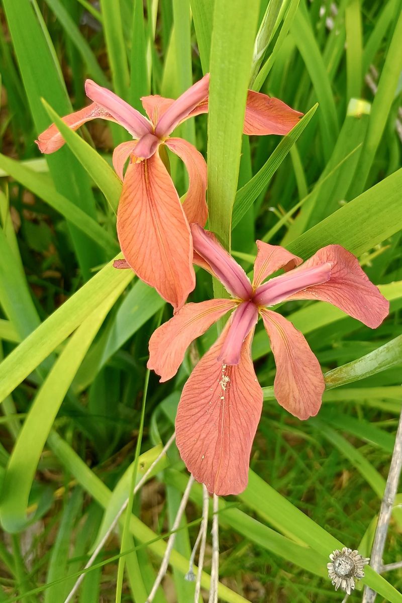 Efforts Underway To Protect This Fragile Species
