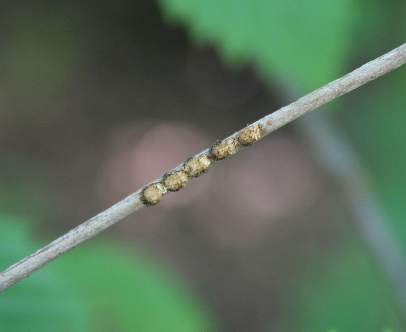 Egg-Laying Scars On Young Viburnum Twigs Egg-Laying Scars On Young Viburnum Twigs