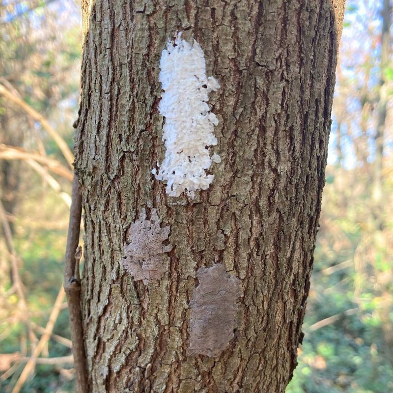 Egg Masses Overwinter And Hatch Come Spring Egg Masses Overwinter And Hatch Come Spring