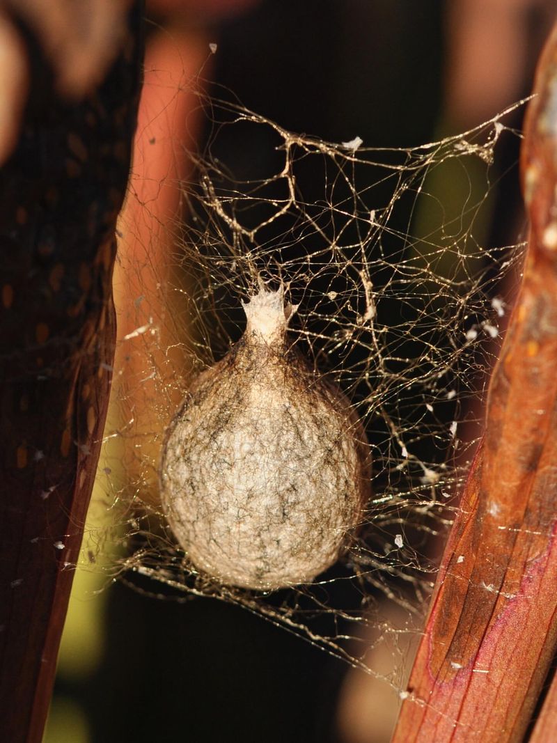 Egg Sacs Remain Through The Winter Egg Sacs Remain Through The Winter