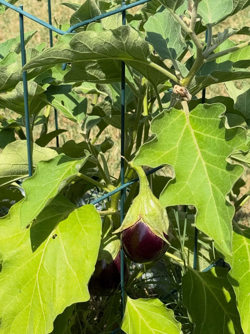Eggplant