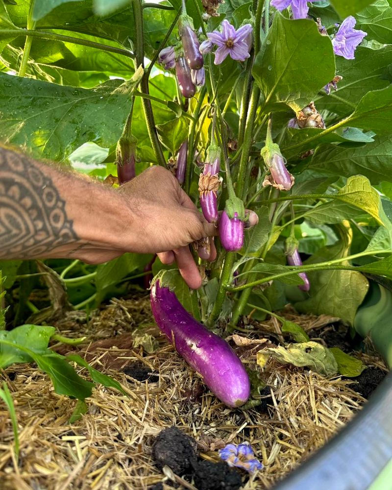 Eggplant