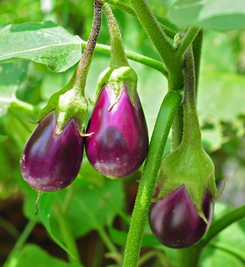 Eggplant Eggplant