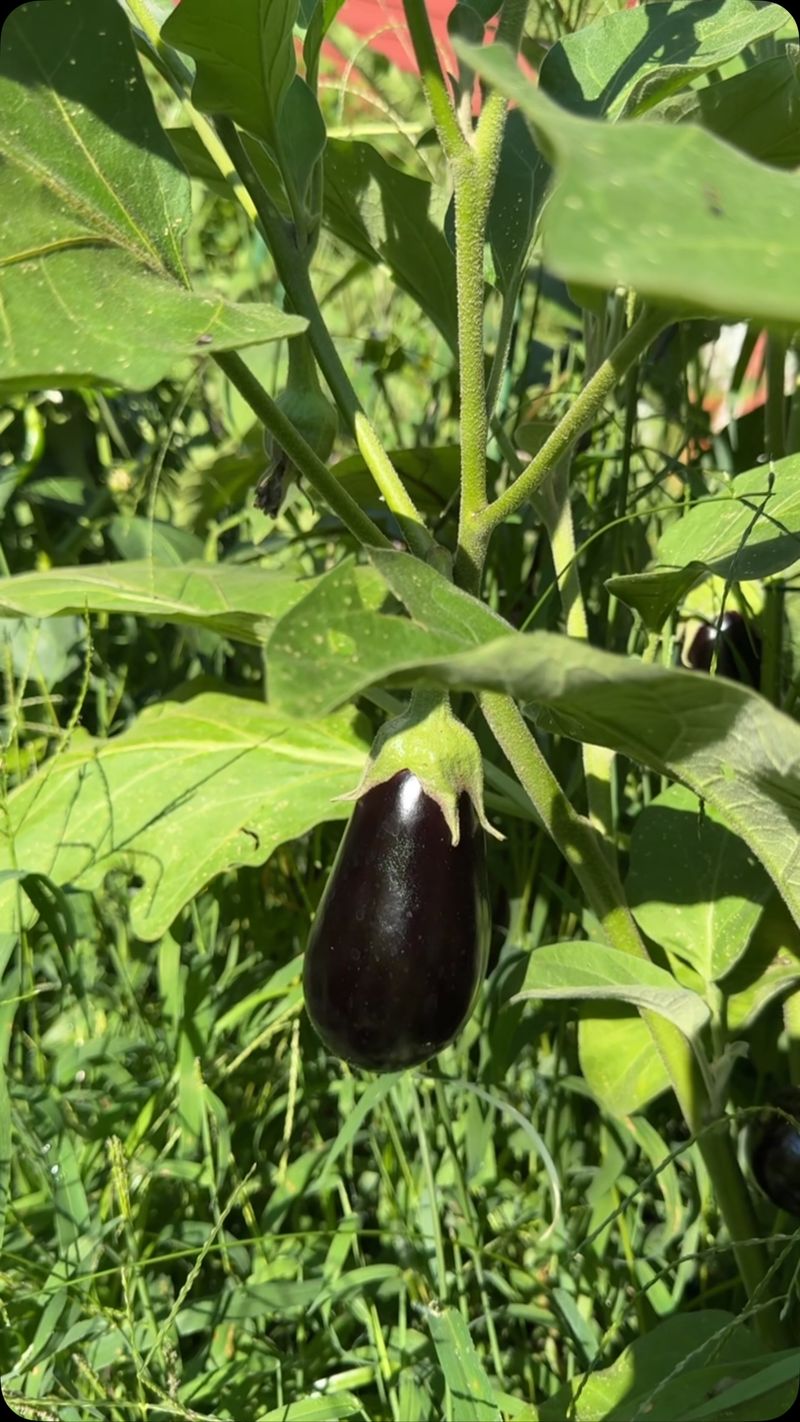 Eggplant Eggplant