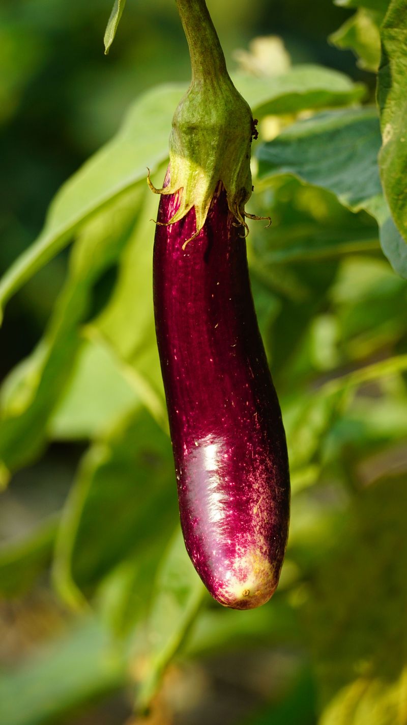 Eggplant Thrives With August Attention Eggplant Thrives With August Attention