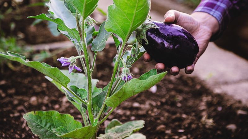 Eggplant Turns Late-Summer Heat Into Productive Growth Eggplant Turns Late-Summer Heat Into Productive Growth