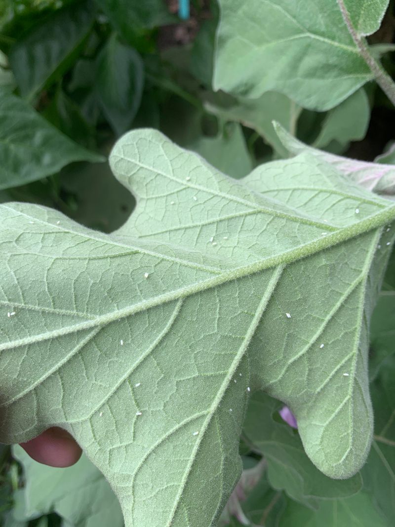 Eggplants Support Dense Summer Populations