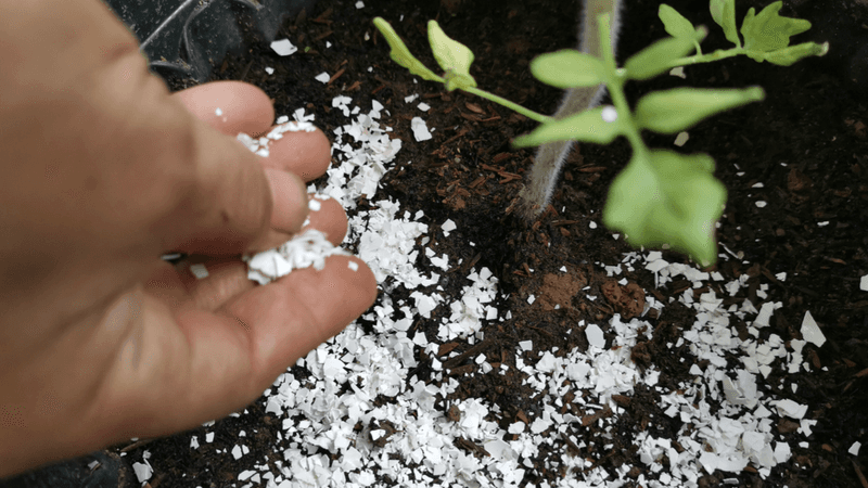 Eggshells Will Not Fix An Uneven Watering Problem