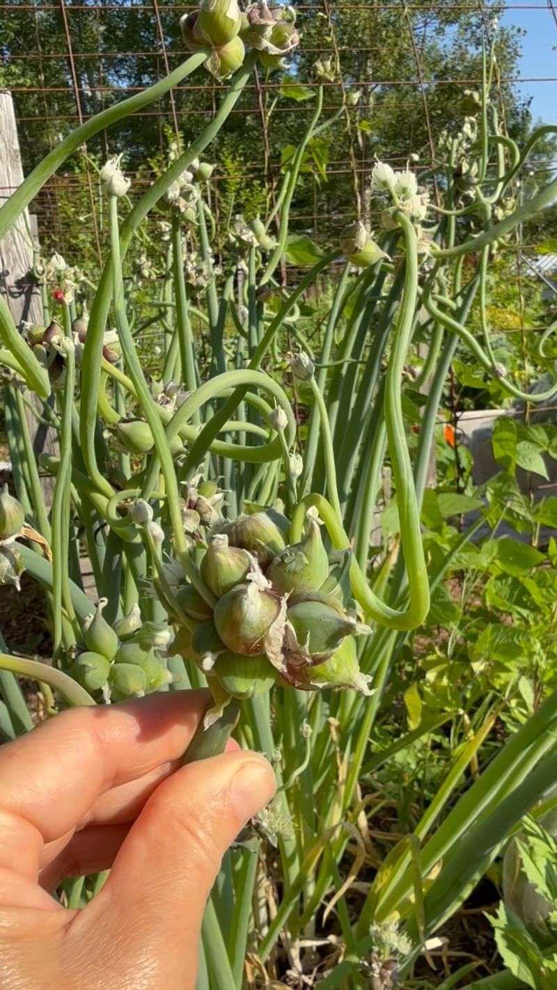 Egyptian Walking Onion Is Ready Now Egyptian Walking Onion Is Ready Now