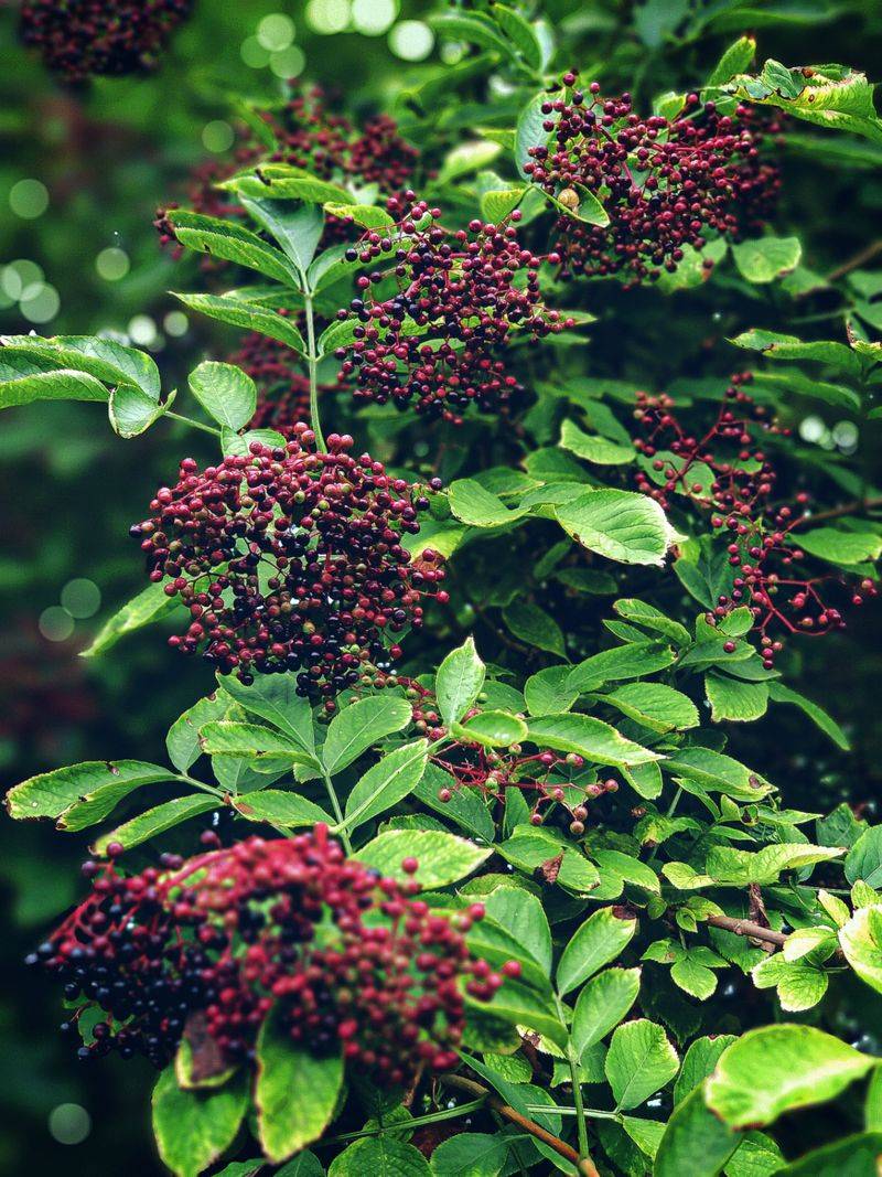 Elderberries Elderberries