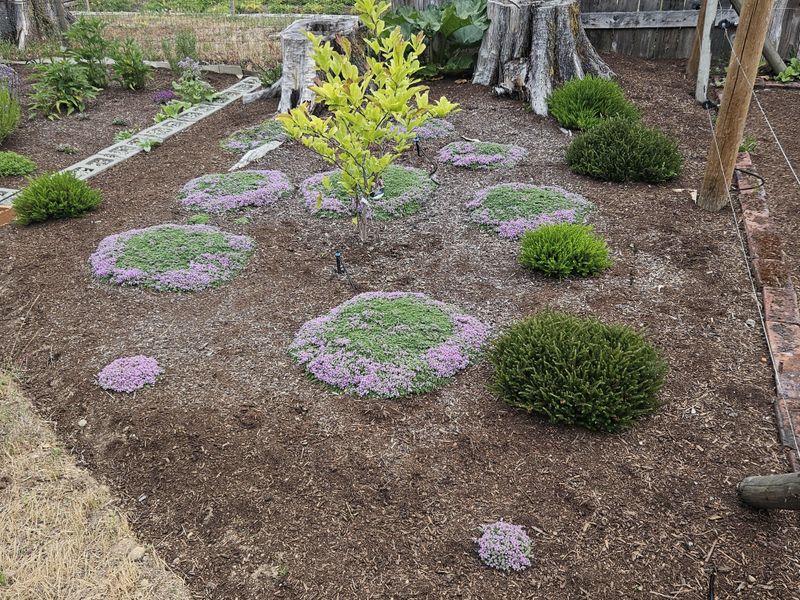 Elfin Thyme Staying Tiny And Seriously Dense Elfin Thyme Staying Tiny And Seriously Dense