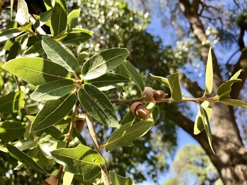 Emory Oak Is A Native Tree Well Suited To Dry Conditions