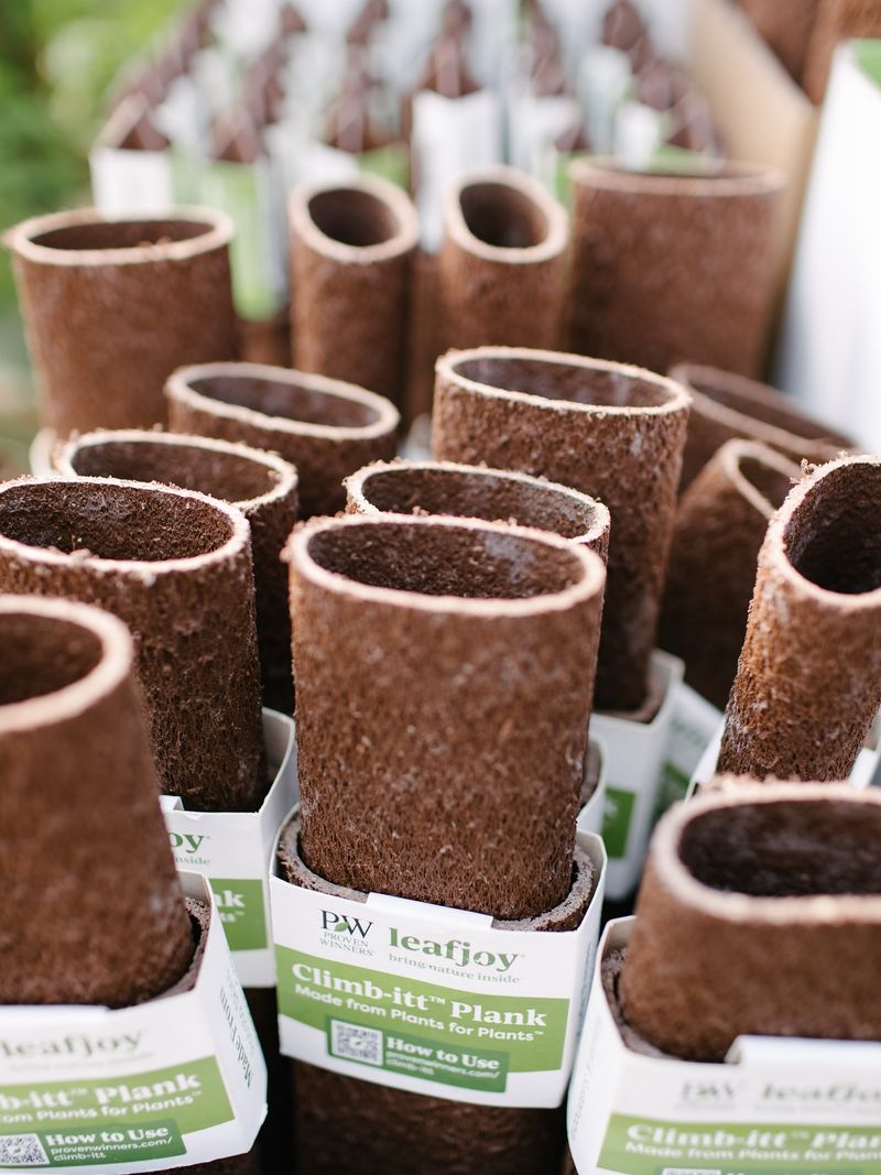 Encouraging Aerial Roots For Healthier Climbing Plants Encouraging Aerial Roots For Healthier Climbing Plants