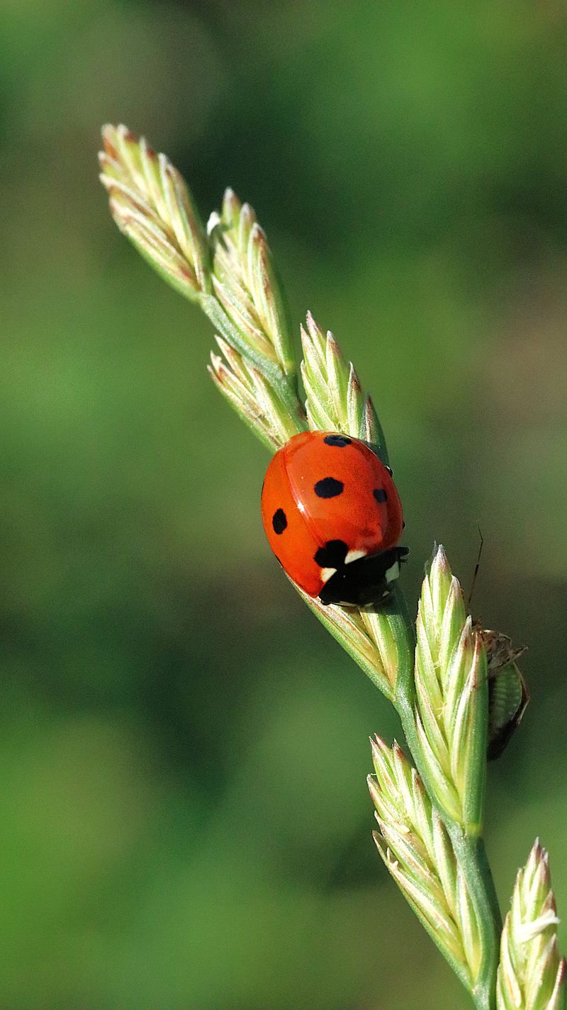 Encouraging Predatory Insects That Keep Numbers Down Encouraging Predatory Insects That Keep Numbers Down