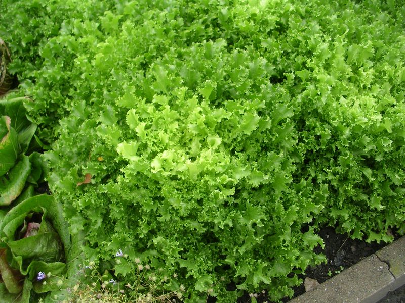 Endive Gives Fall Gardens Another Leafy Choice
