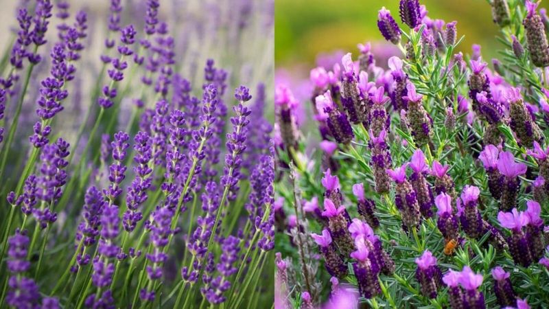 English And Tender Lavenders Do Not React Alike English And Tender Lavenders Do Not React Alike