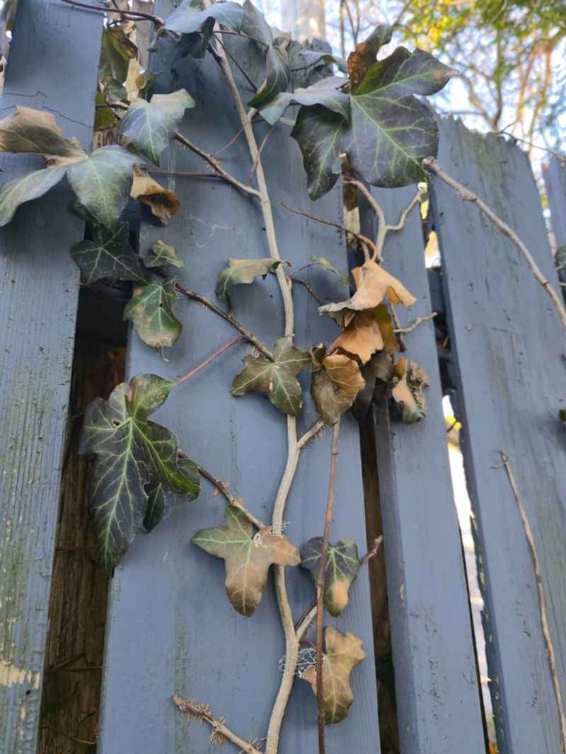 English Ivy Can Turn A Fence Into A Battleground English Ivy Can Turn A Fence Into A Battleground