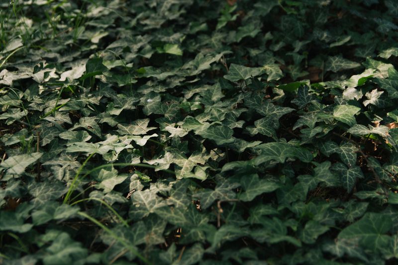 English Ivy Smothers Native Groundcovers English Ivy Smothers Native Groundcovers
