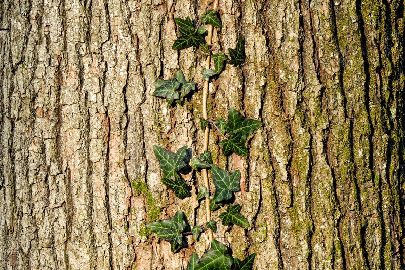 English Ivy