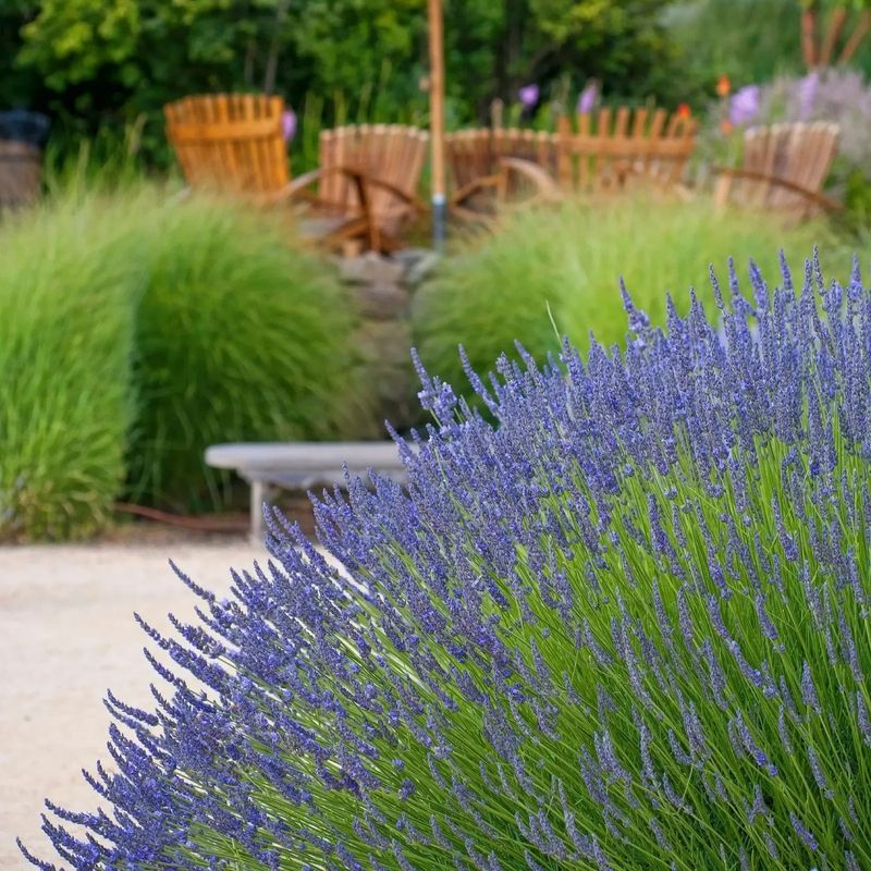 English Lavender