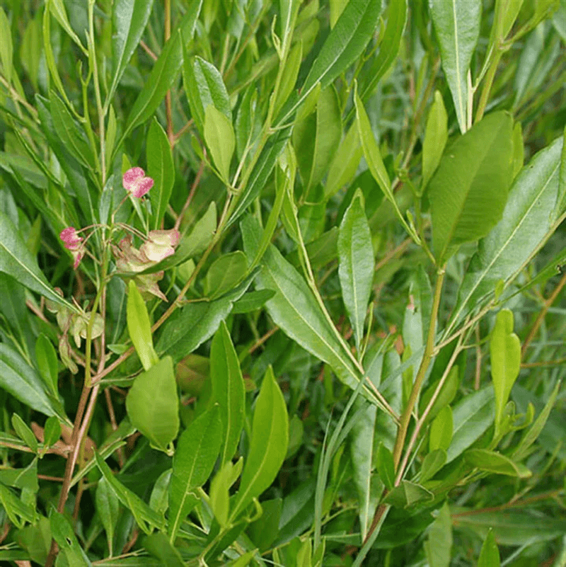 Enough Space Supports Healthy Growth Enough Space Supports Healthy Growth