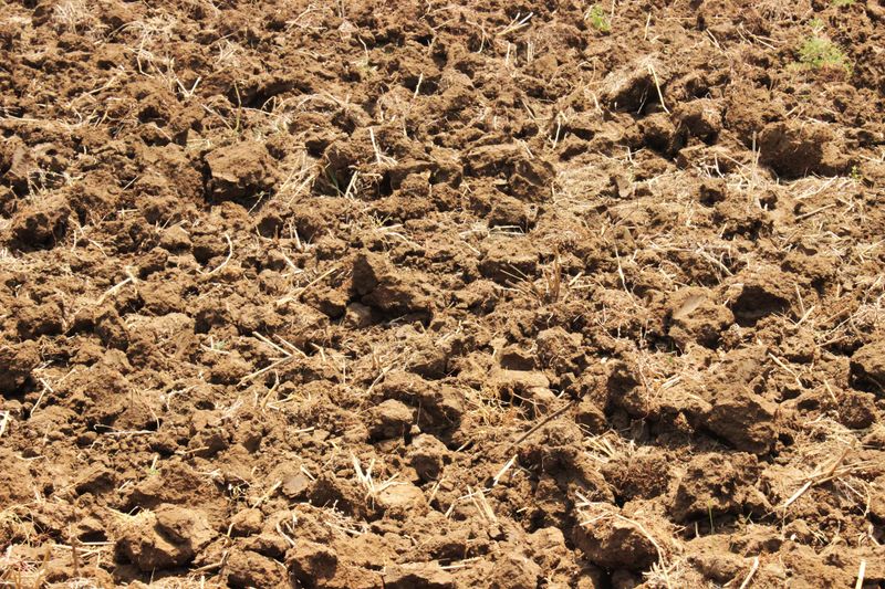 Ensure Well-Drained Soil Before Planting
