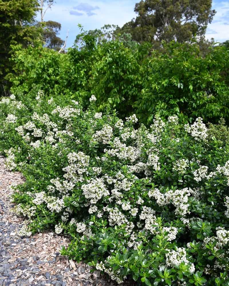 Escallonia Blooming Without Browning Out By August