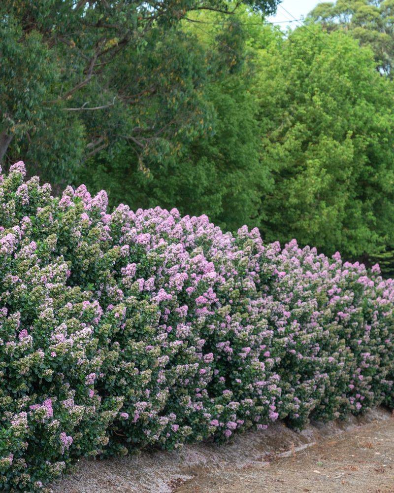 Escallonia Makes A Compact Evergreen Flowering Hedge Escallonia Makes A Compact Evergreen Flowering Hedge