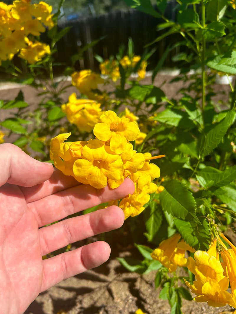 Esperanza Loving The Heat Other Plants Hate