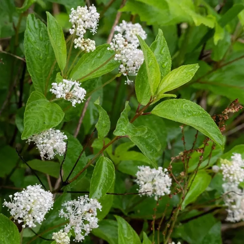 Establish The Shrub Without Calling It Maintenance-Free