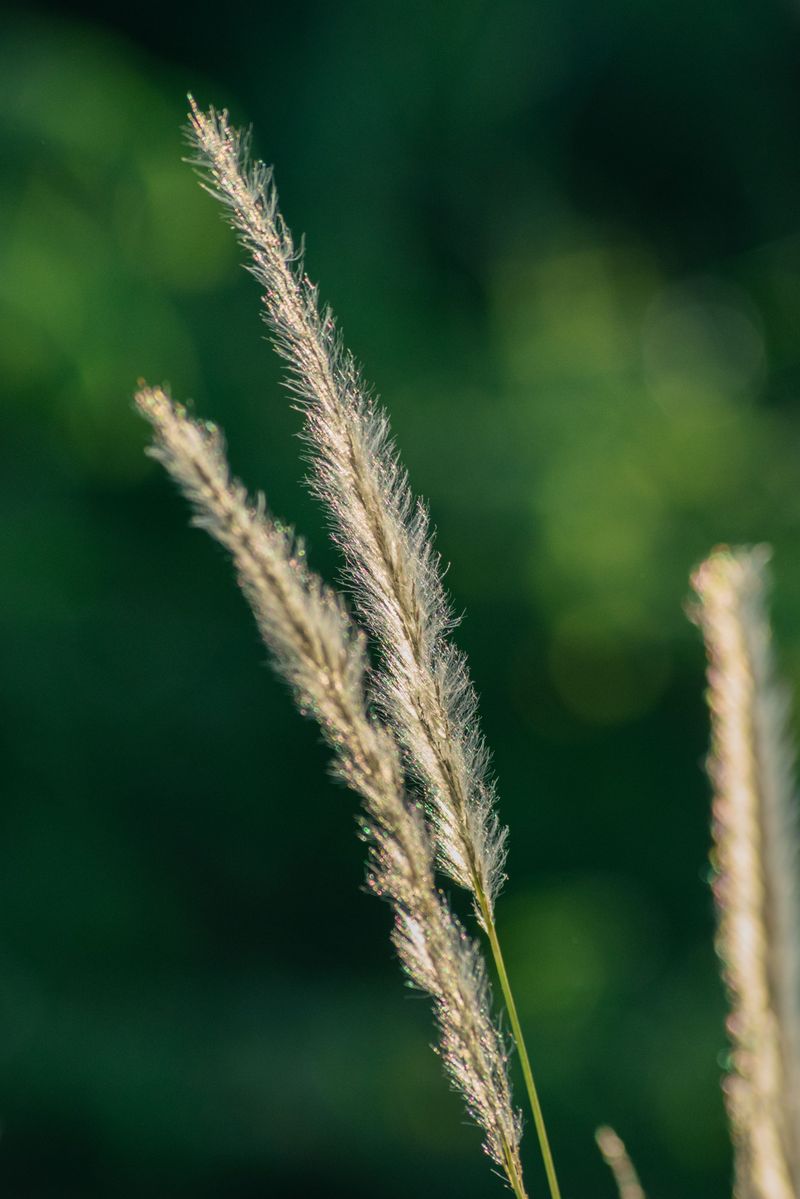 Established Clumps Practically Take Care Of Themselves Established Clumps Practically Take Care Of Themselves