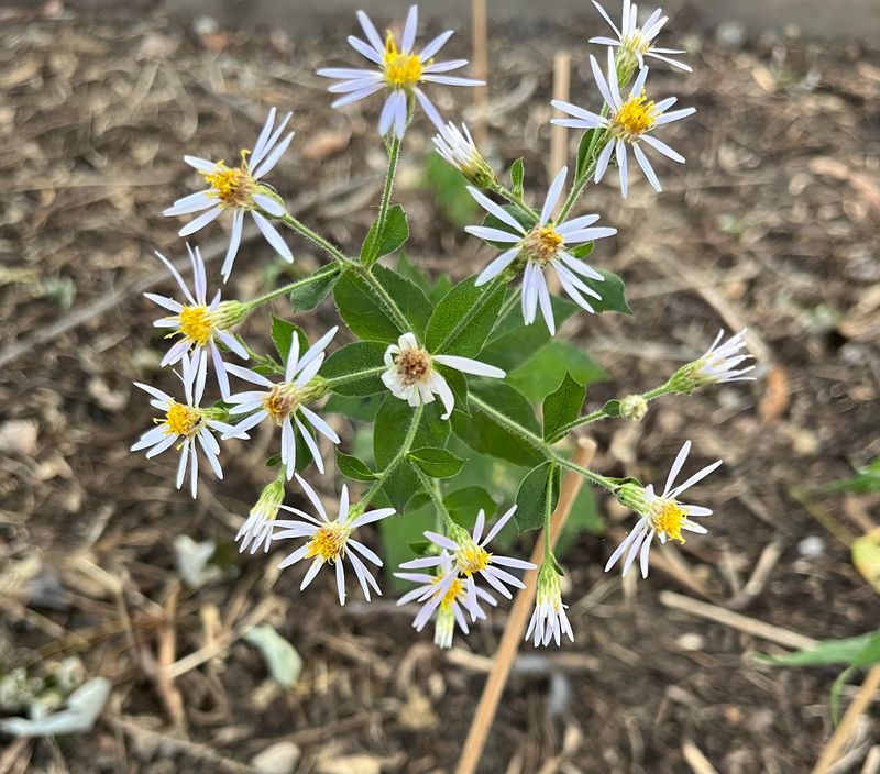 Established Clumps Return Without Annual Replanting Established Clumps Return Without Annual Replanting