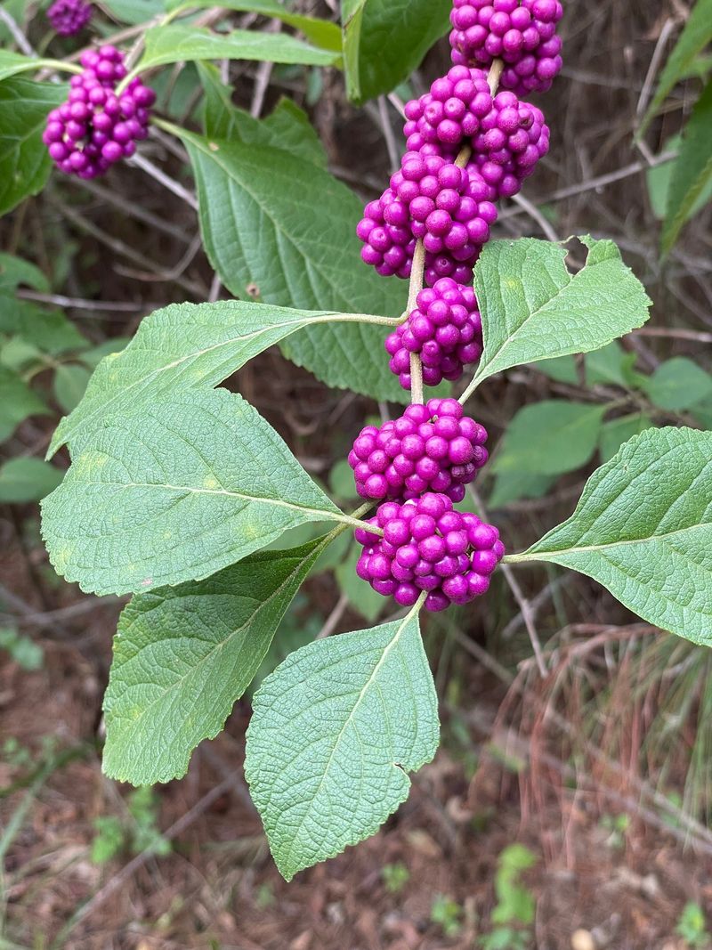 Established Plants Can Tolerate Periods Of Dry Weather