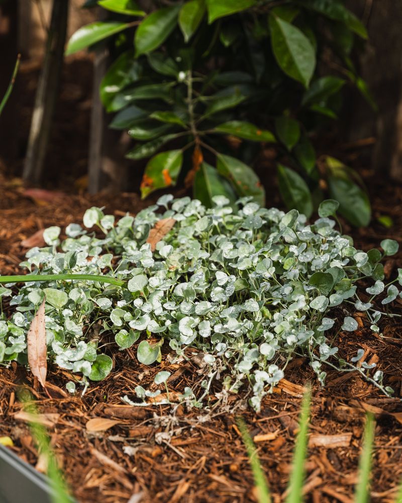 Established Plants Handle Drier Conditions Well Established Plants Handle Drier Conditions Well