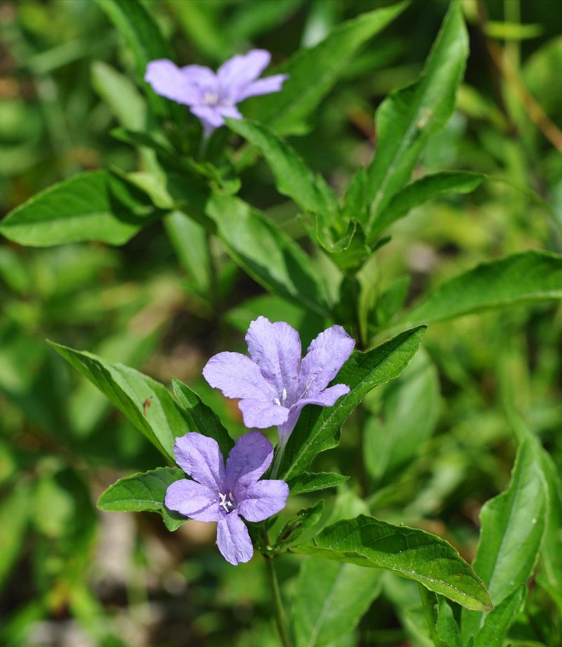 Established Plants Handle Drier Spells