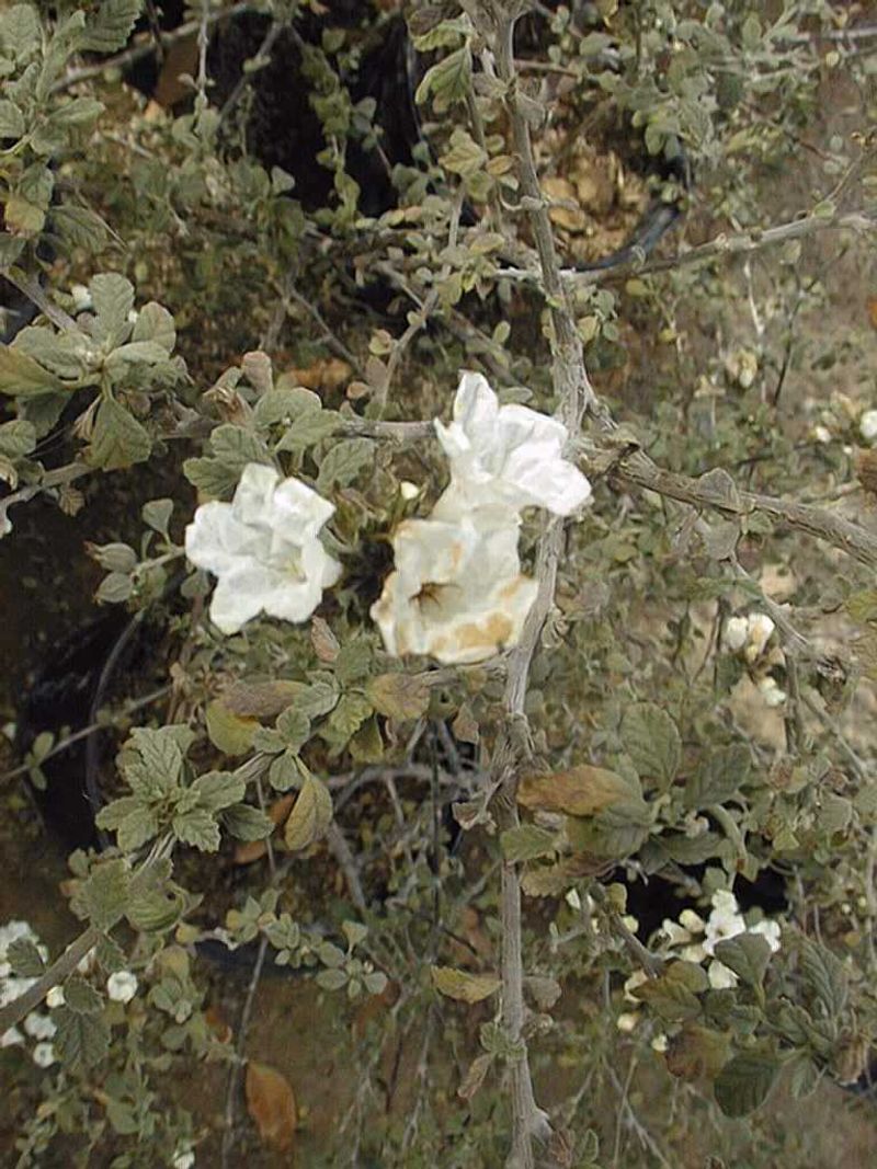 Established Plants Handle Dry Conditions Well Established Plants Handle Dry Conditions Well